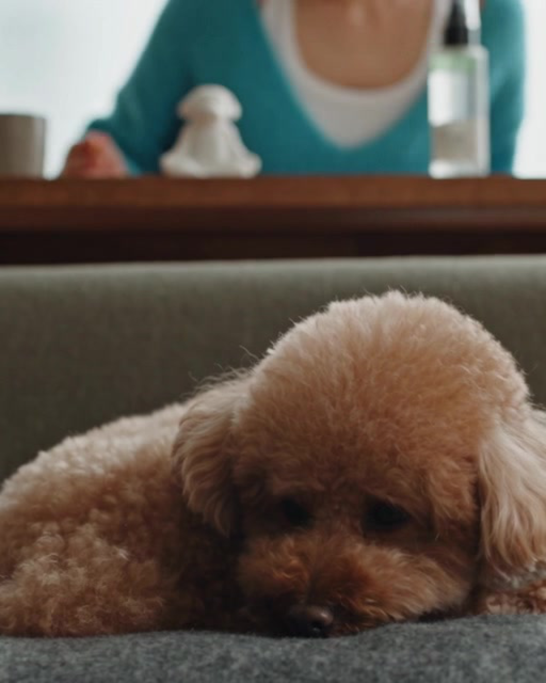 ニッチストーンのある部屋で休む愛犬