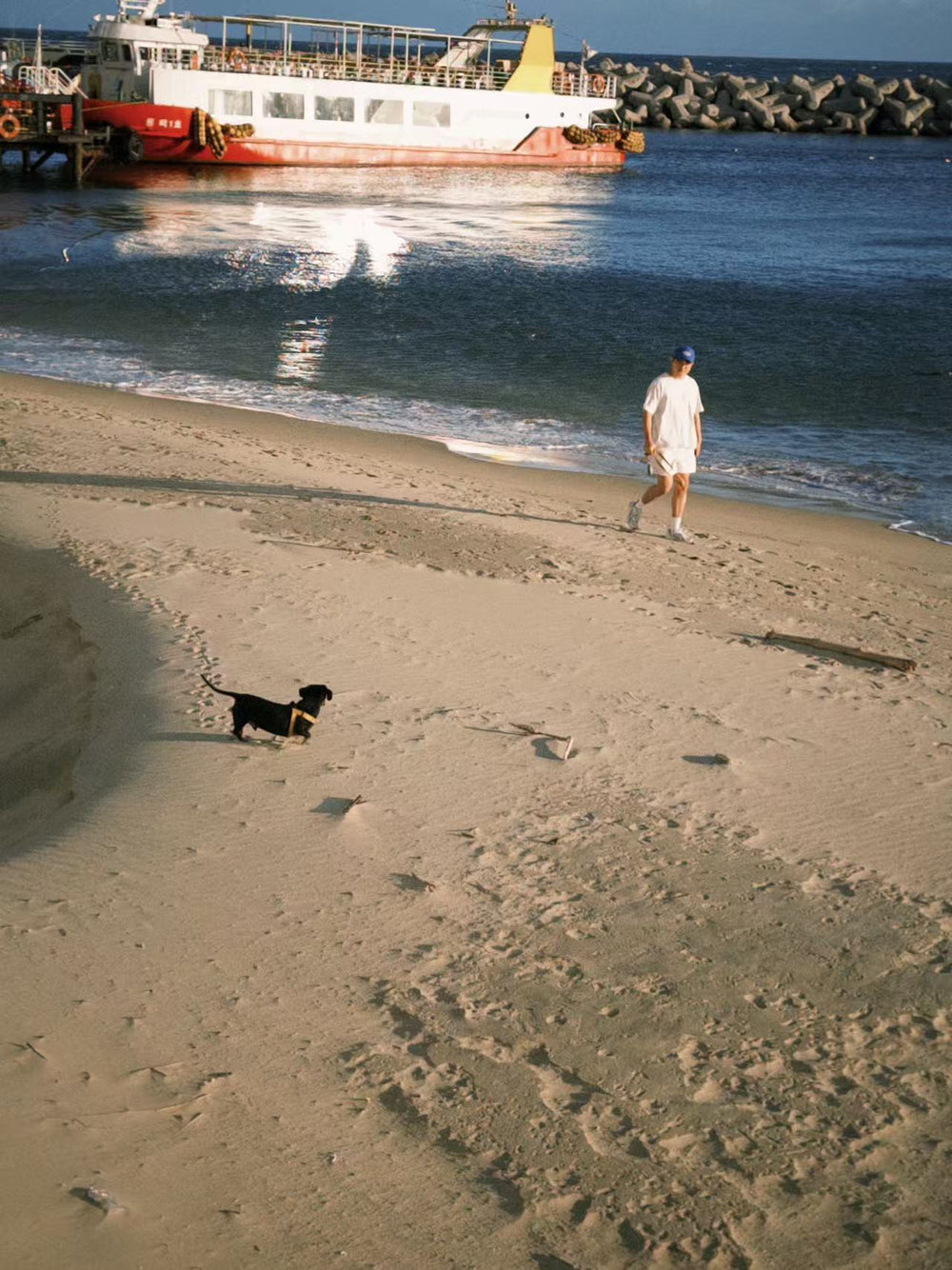 海辺を歩く愛犬サンナム