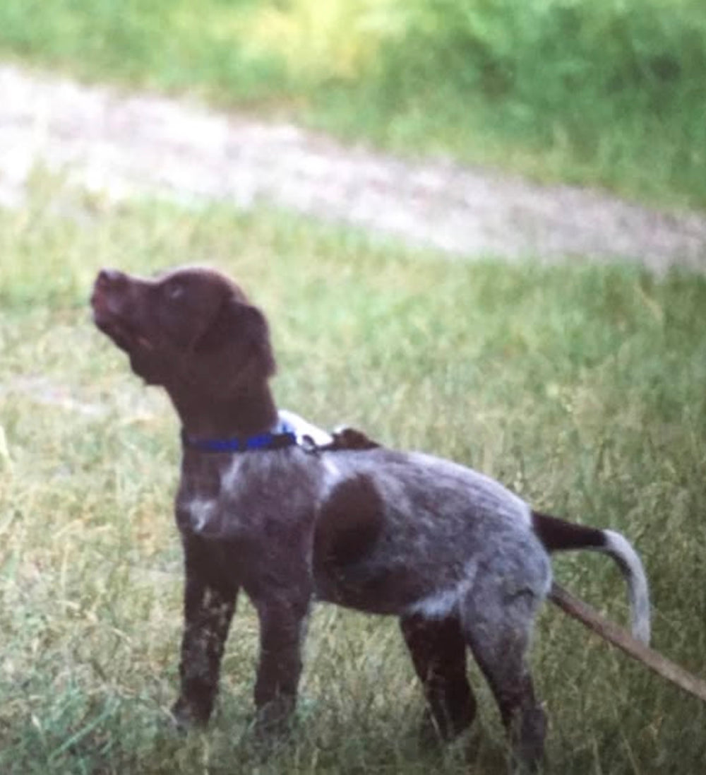草原に立つ犬