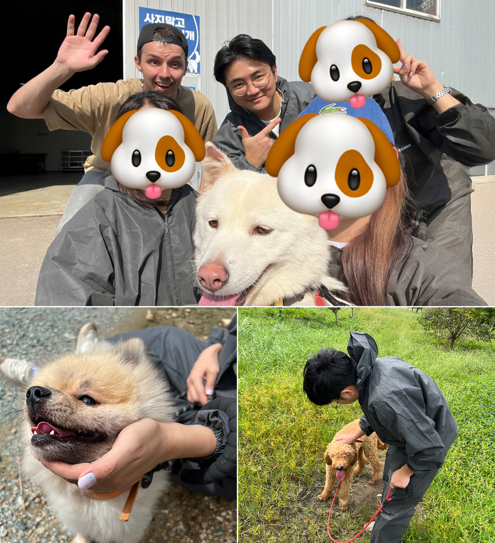 保護犬シェルターでの活動